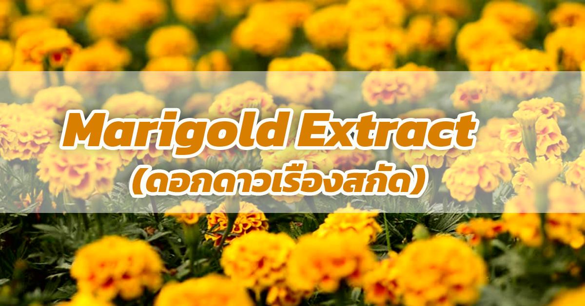 ดอกดาวเรืองสกัด (Marigold Extract)