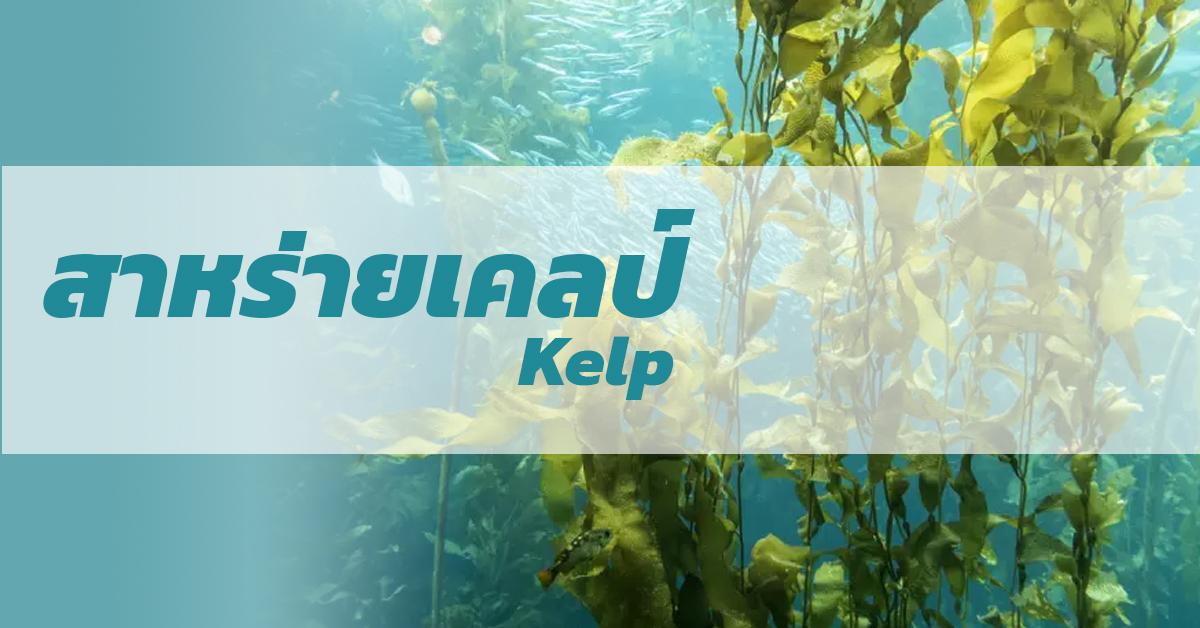 สาหร่ายเคลป์ (Kelp)