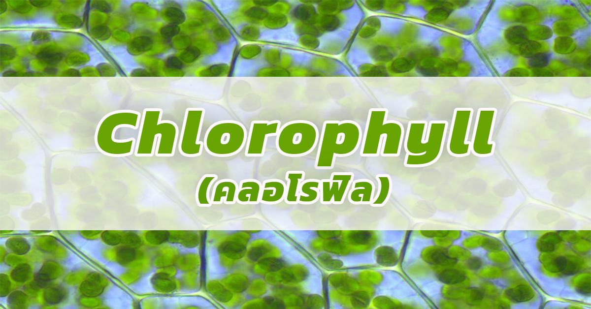 Chlorophyll (คลอโรฟิล)