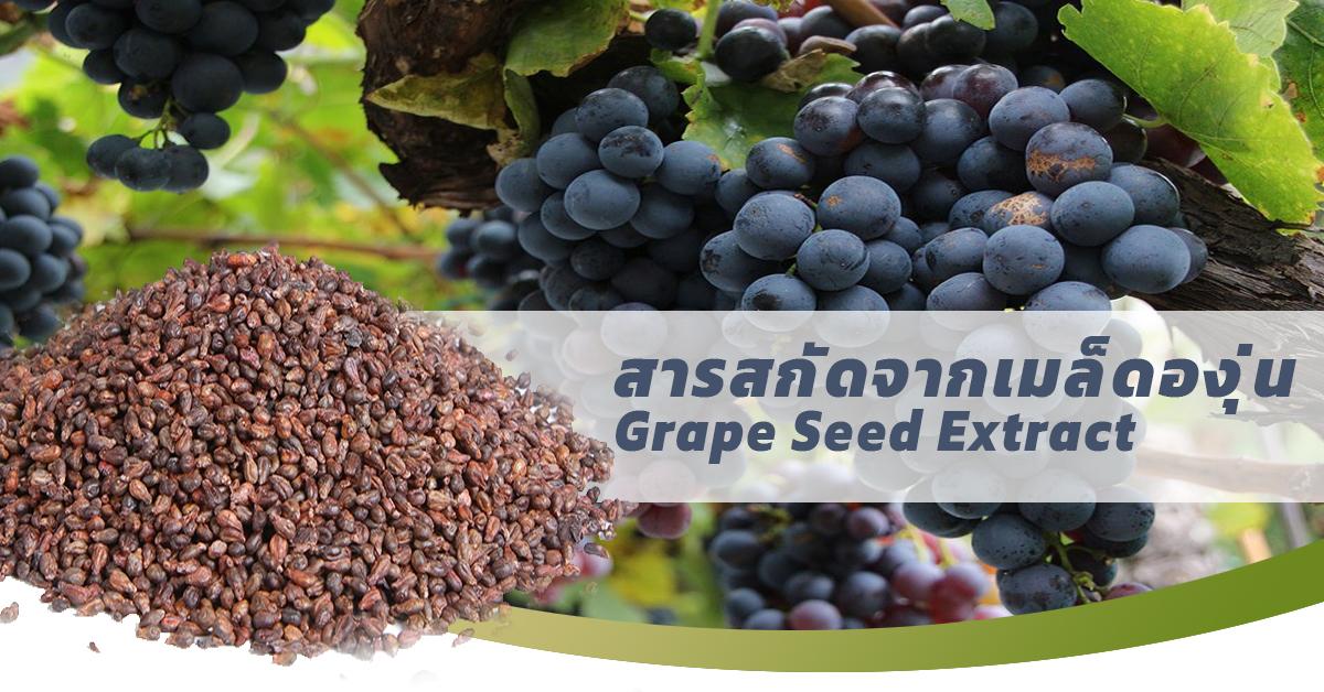 สารสกัดจากเมล็ดองุ่น Grape Seed Extract 