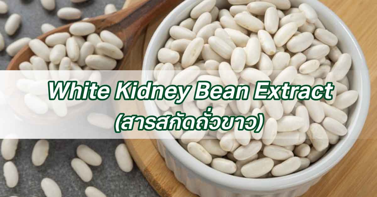 สารสกัดถั่วขาว (White Kidney Bean Extract)