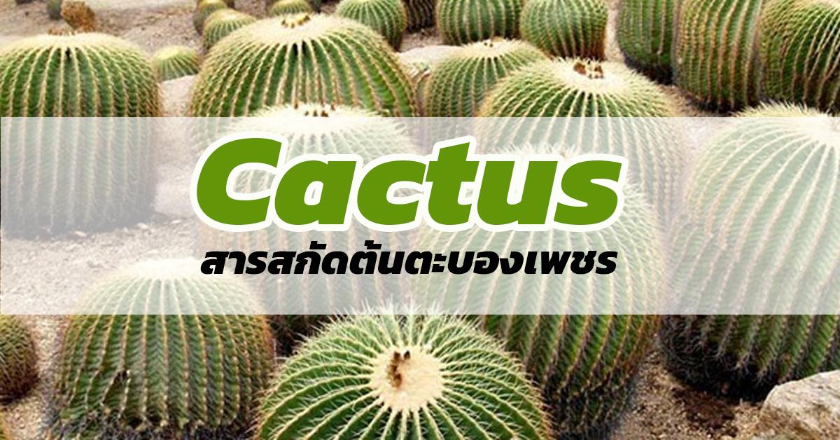 สารสกัดต้นตะบองเพชร (Cactus)