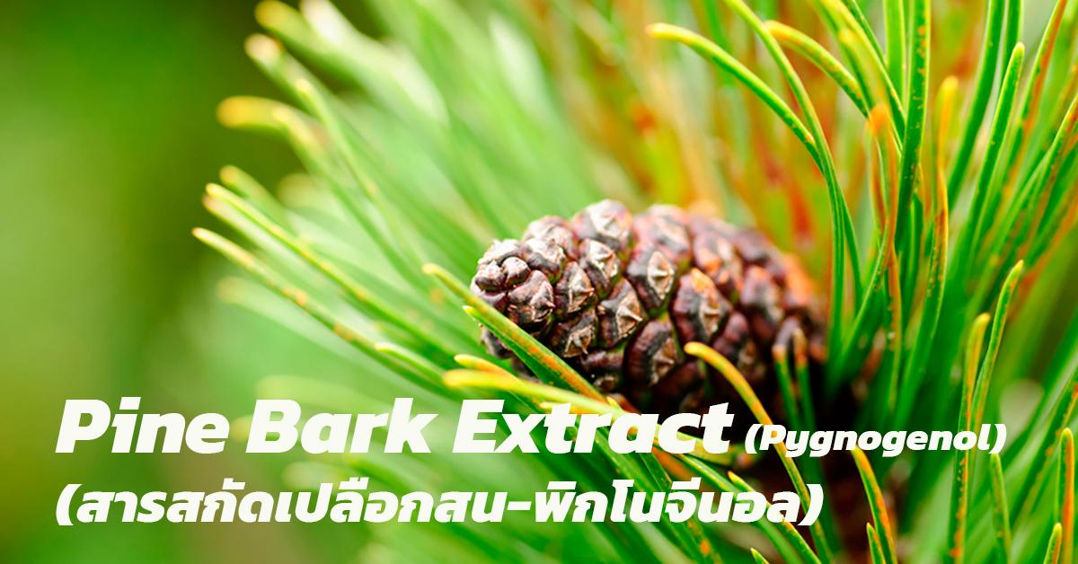 สารสกัดเปลือกสน (Pine Bark Extract Pycnogenol)