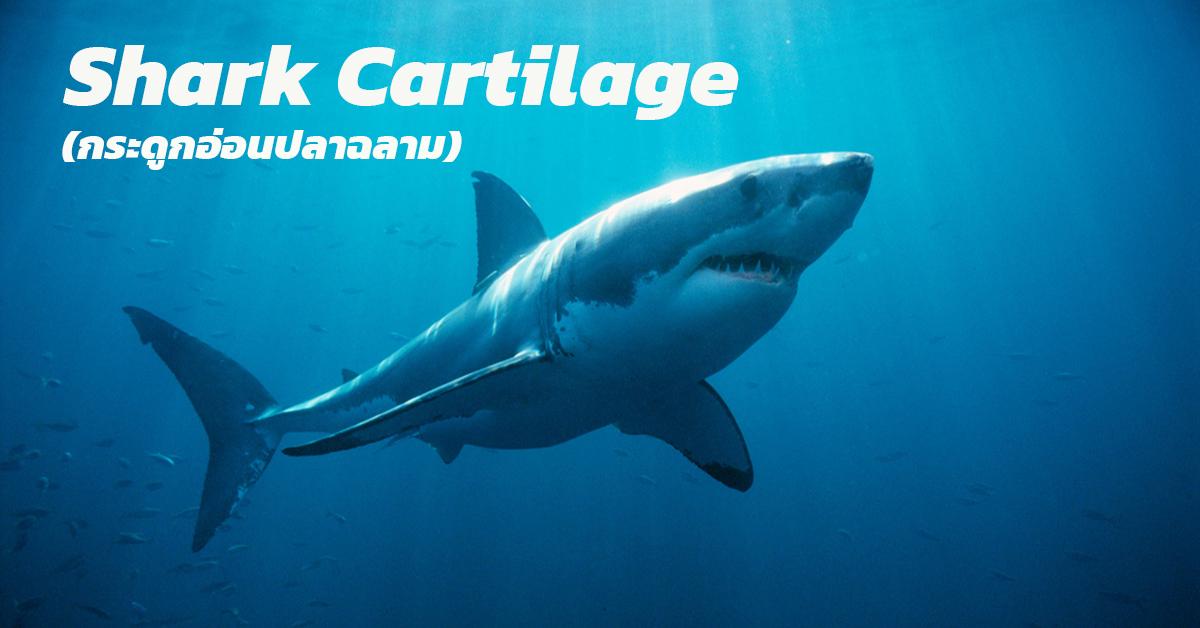 กระดูกอ่อนปลาฉลาม (Shark Cartilage)