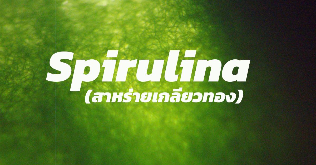สาหร่ายเกลียวทอง (Spirulina)