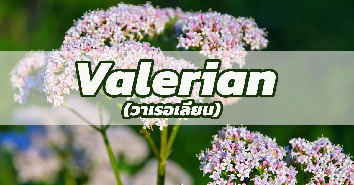 วาเลอเลียน (Valerian)