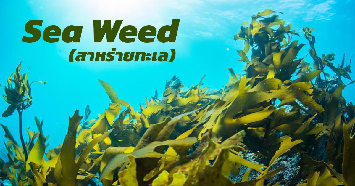 สาหร่ายทะเล SeaWeed